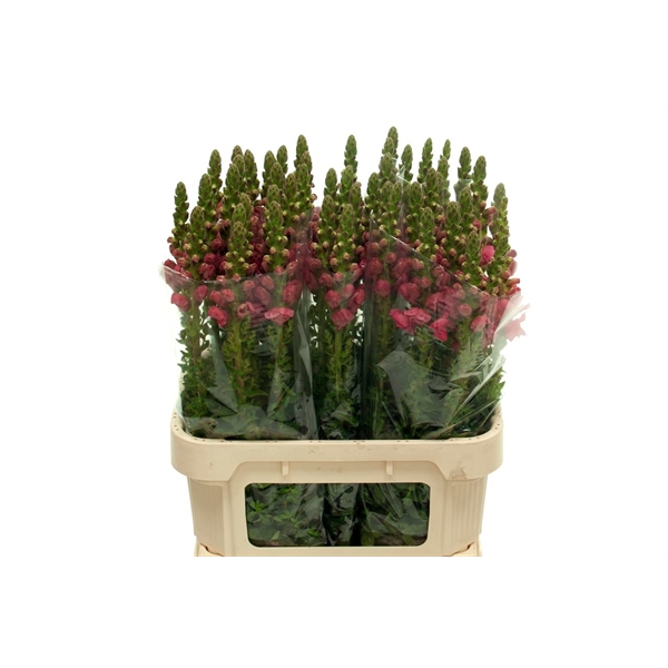 Ant.Potomac Rose 80 (AntPotoRose80) - FloraXchange