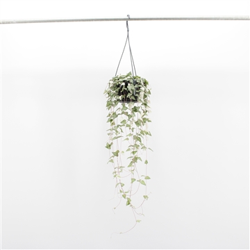 Ceropegia Linearis Luuk