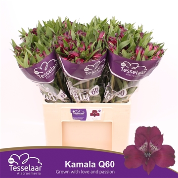 ALSTR KAMALA QUALITY 60