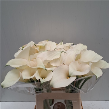Zantedeschia Ventura 60
