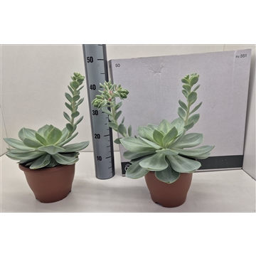 Echeveria Hakuhou