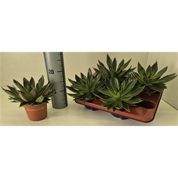 Echeveria Mexicana
