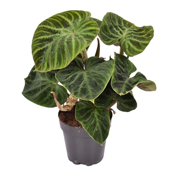 Philodendron Verrucosum Incensi compactum