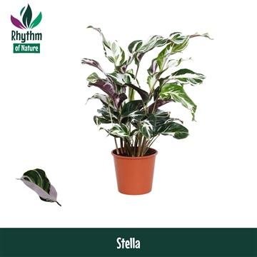 Calathea 14cm Stella Rhythm of Nature