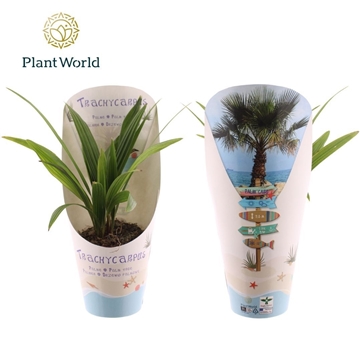 Trachycarpus fortuneii / Eagle palm P10,5 in potcover