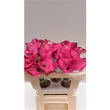 Zantedeschia Zazu 50