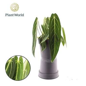 Anthurium Warocqueanum