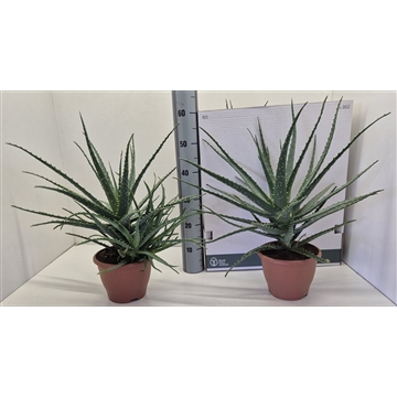 Aloe Arborescens