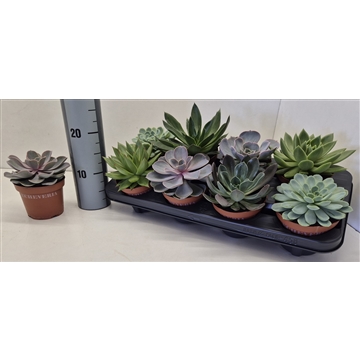 8 soorten Echeveria Mix