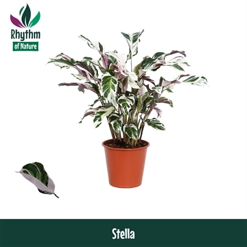 Calathea 19cm Stella Rhythm of Nature