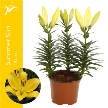 Lilium Summer Sun 17 cm (LA lelie)