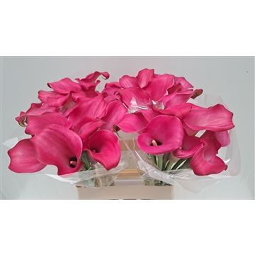 Zantedeschia Zazu 60