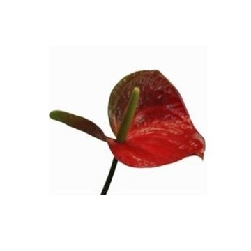 ANTH A REDAMOR ANTIQUE 30 OP Antique