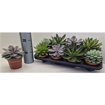 Echeveria Mix