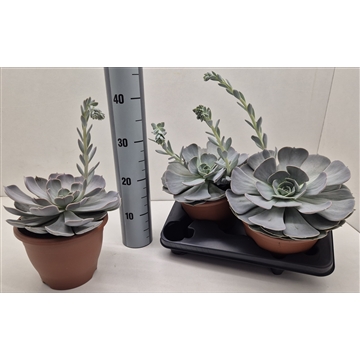Echeveria Pollux