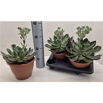 Echeveria Blue Prince Bloem
