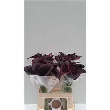 Zantedeschia Odessa 60
