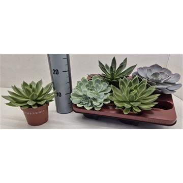 4 soorten Echeveria Mix
