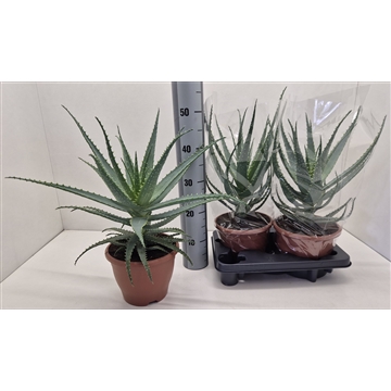 Aloe Arborescens