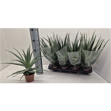 Aloe Arborescens