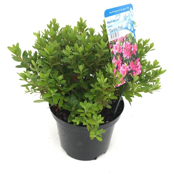 Rhododendron (AJ) 'Geisha Pink' (RHGPINKC2,5) - FloraXchange