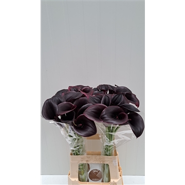 Zantedeschia Palermo 70