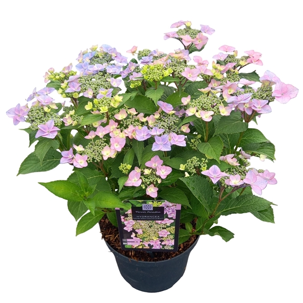 Hydrangea hybride 'Million Stars Sirius Blue'® (HYMILSTSALB23
