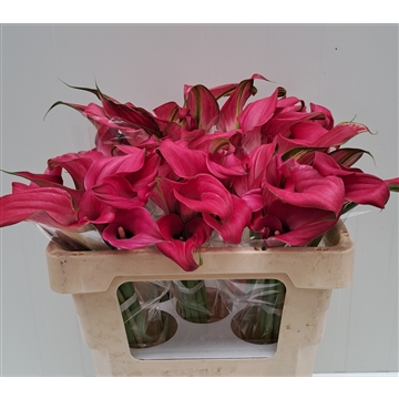 Zantedeschia Zazu 520