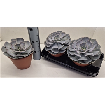 Echeveria Pollux