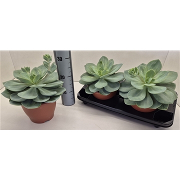 Echeveria Hakuhou