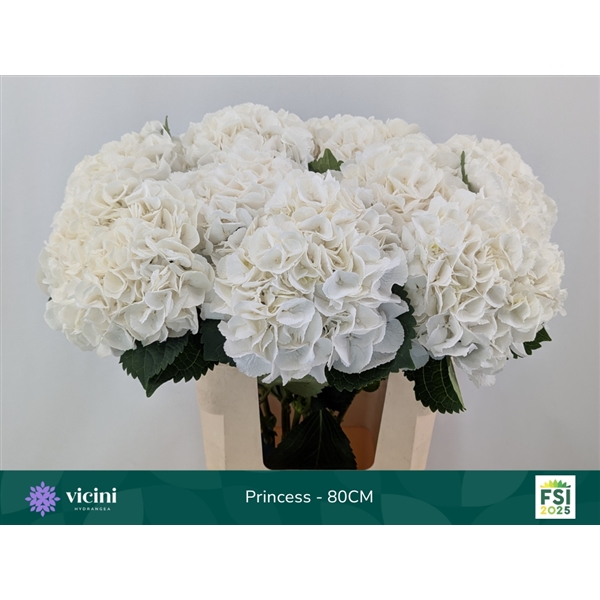 Hydrangea Royal Princess 80cm Ø16-20cm