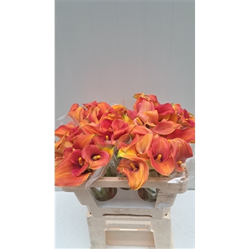 Zantedeschia Captain Brunello 520