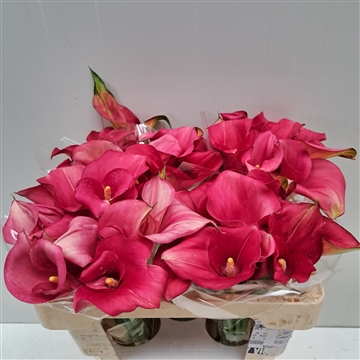 Zantedeschia Captain Hollywood 520