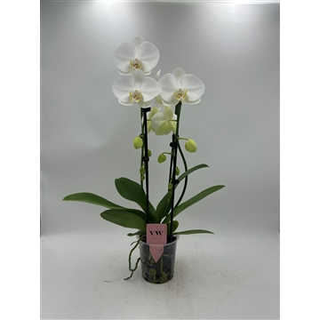 Phalaenopsis Cascade 2 tak Glasgow