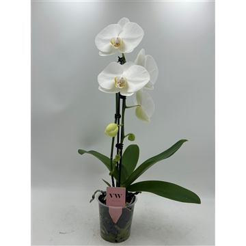 Phalaenopsis Cascade 1 tak Glasgow