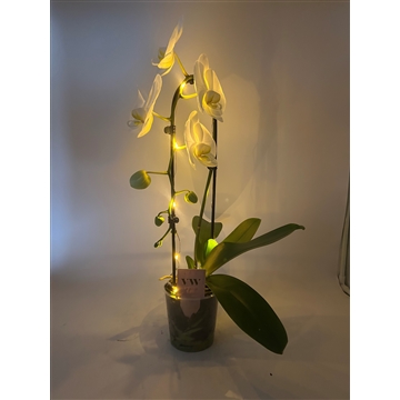 Phalaenopsis Lampjes 1t Cascade