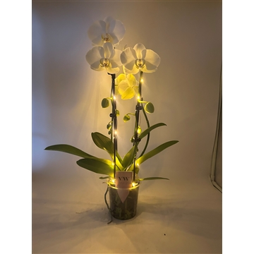 Phalaenopsis Lampjes 2t Cascade