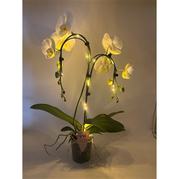 Phalaenopsis Lampjes 2t Umbrella