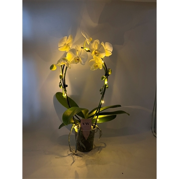 Phalaenopsis Lampjes spiegelboog