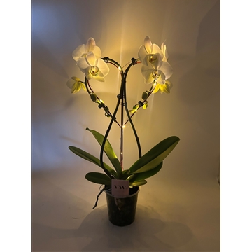 Phalaenopsis lampjes Hart vorm