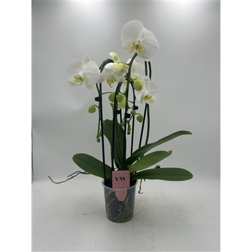 Phalaenopsis Cascade 3 tak Glasgow