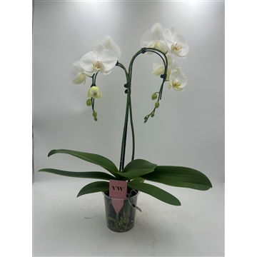 Phalaenopsis Double umbrella Glasgow