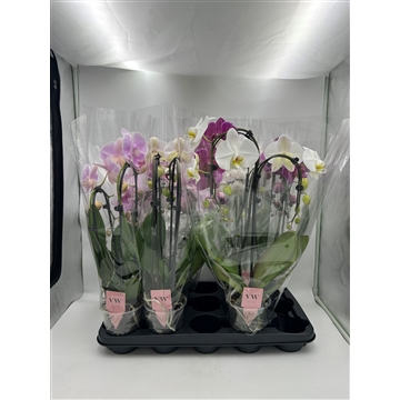 Phalaenopsis mix vormen - KLEUR