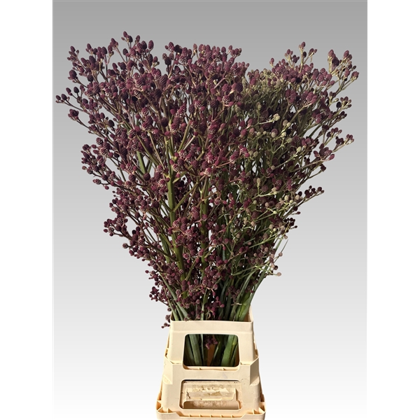 Eryngium Magical Red Thunder 100 EryredThun100 FloraXchange Eryngium Magical Red Thunder 100 EryredThun100 FloraXchange