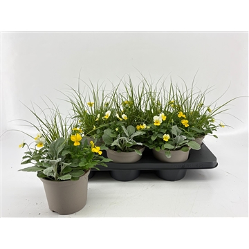 cornuta 15cm mix yellow white