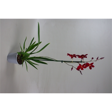 Cambria Nelly Red Velvet 1T5+