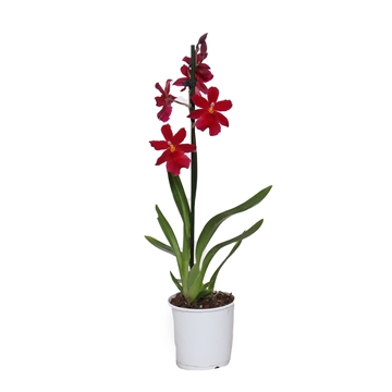 Cambria Nelly Isler 1T5+ 9cm