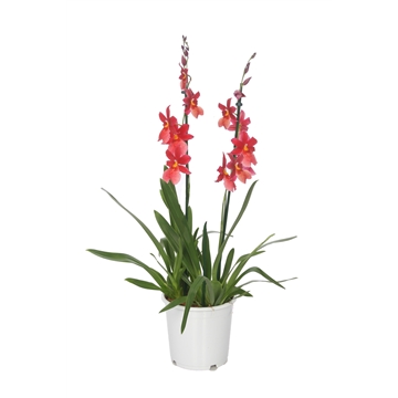 Nelly Isler 2tak 17cm