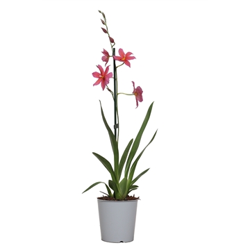 Roze Nelly 1tak5+