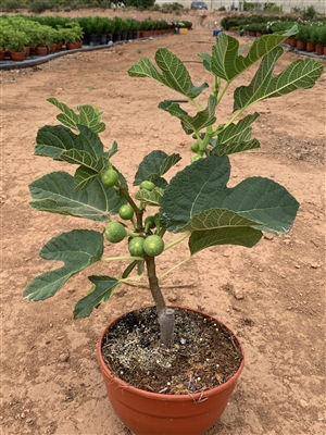 Ficus carica T20 (1)
